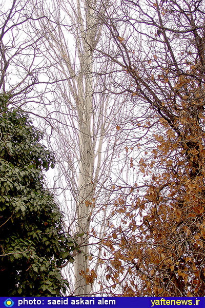 گزارش تصويري درختان پارك كيو خرم‌آباد در زمستان